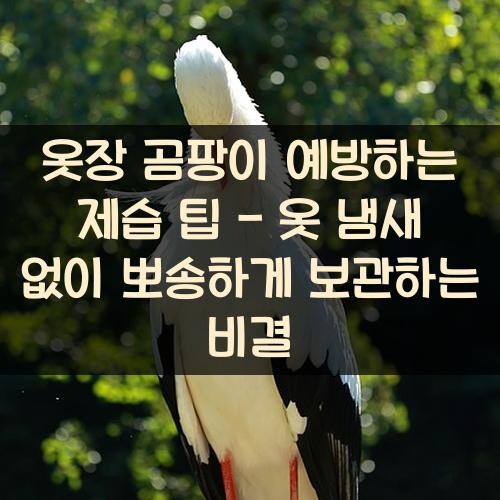 옷장 곰팡이 예방하는 제습 팁 - 옷 냄새 없이 뽀송하게 보관하는 비결