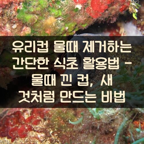 유리컵 물때 제거하는 간단한 식초 활용법 - 물때 낀 컵, 새 것처럼 만드는 비법