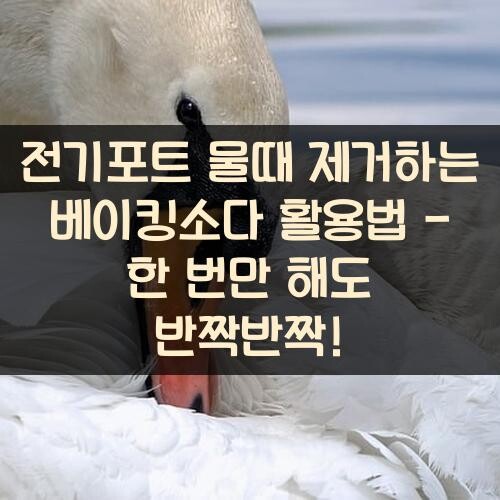 전기포트 물때 제거하는 베이킹소다 활용법 - 한 번만 해도 반짝반짝!